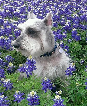 Wyatt in Bluebonnets